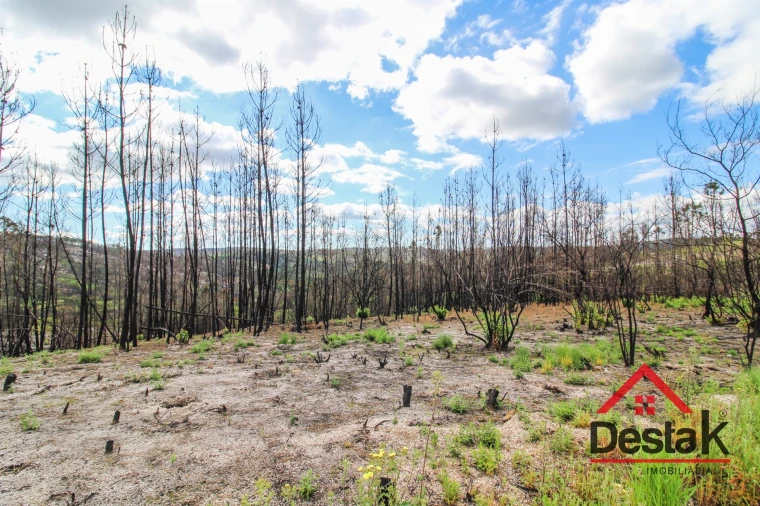 Terreno Agricola ou Rústico para Venda em Sul Foto 7