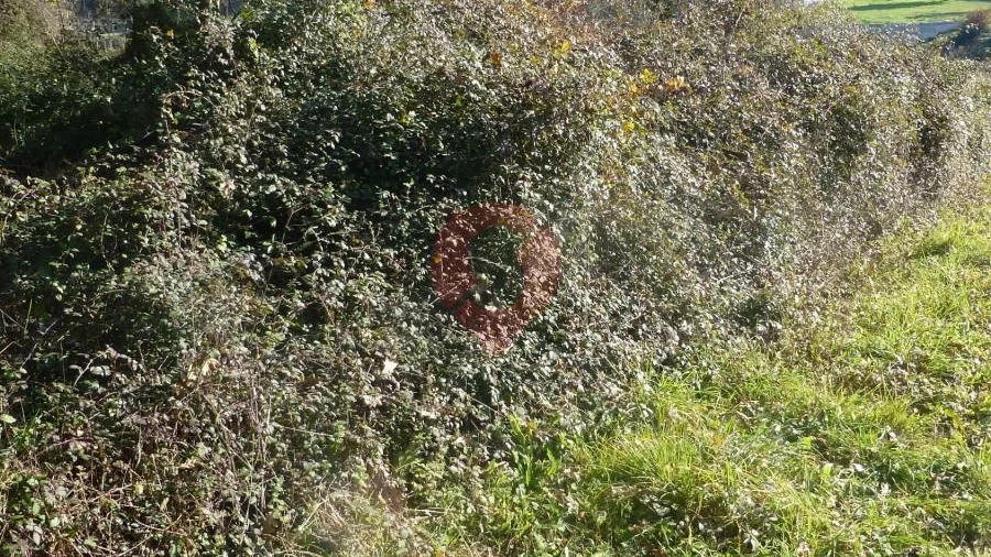 Terreno para Venda em Cambeses