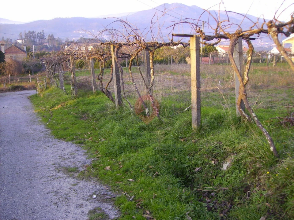 Terreno para Venda em Messegães, Valadares e Sá Foto 1