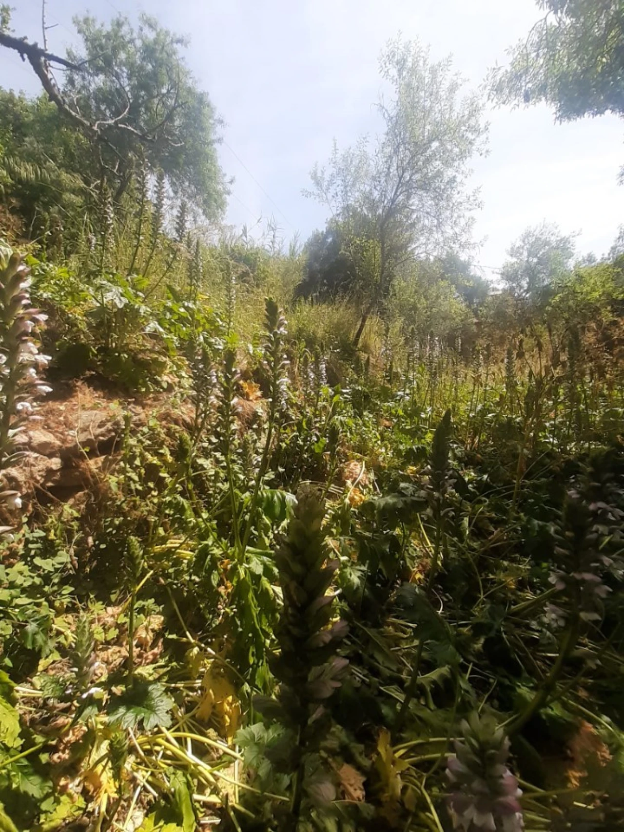 Moradia T2 para Venda em São Brás de Alportel Foto 8