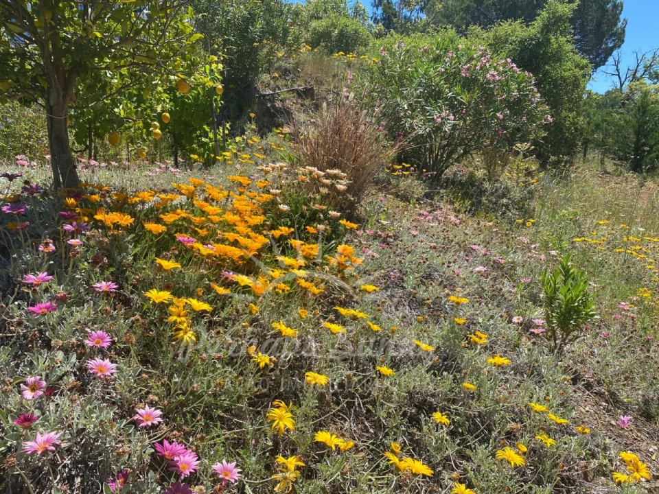 Quinta T3 para Venda em Melides Foto 9