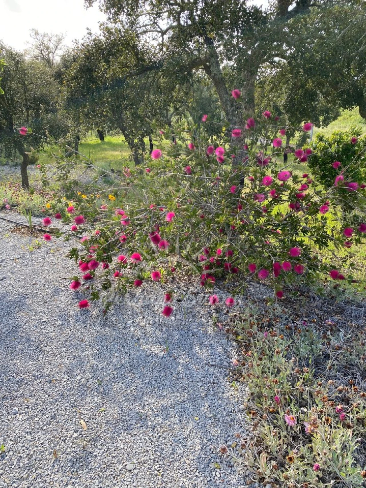 Quinta T3 para Venda em Melides Foto 14