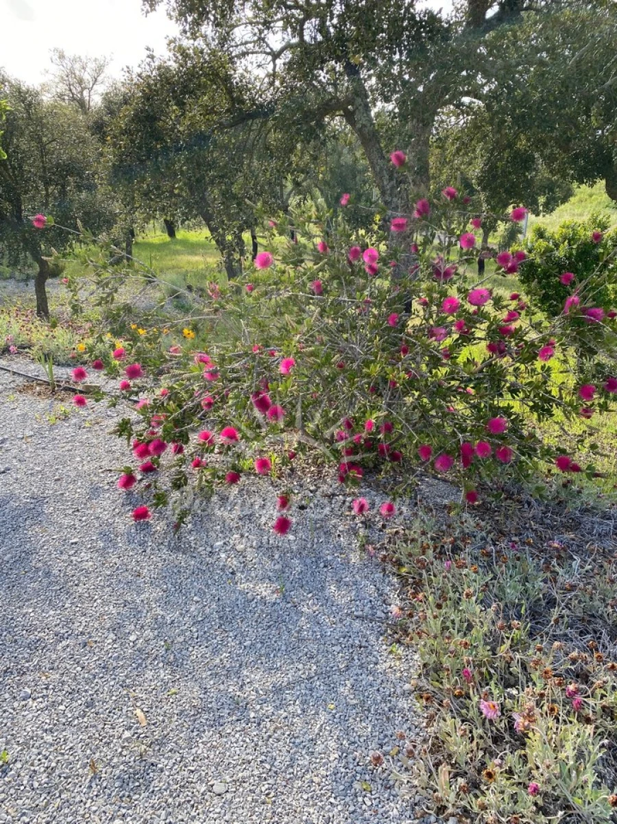 Quinta T3 para Venda em Melides Foto 14