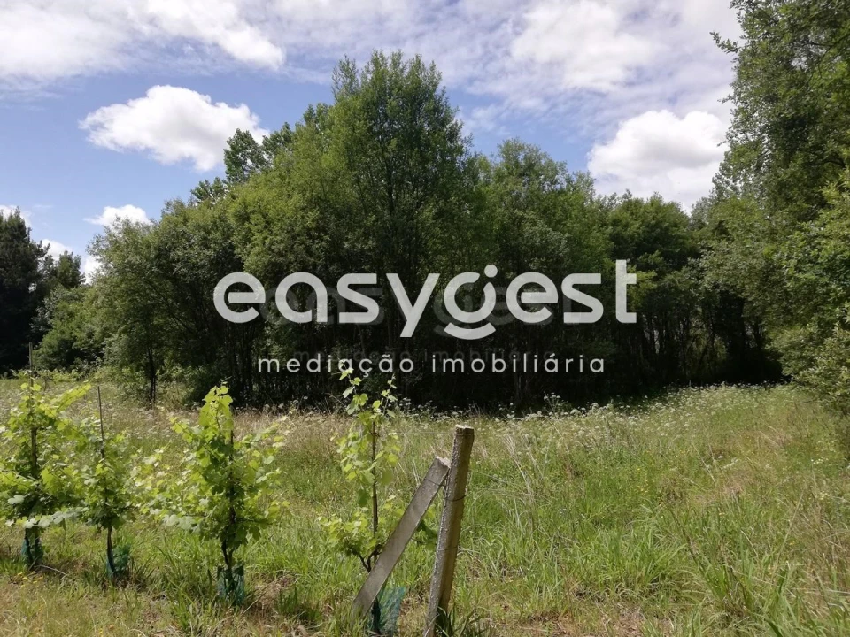 Terreno Agricola ou Rústico para Venda em Requeixo, Nossa Senhora de Fátima e Nariz Foto 1