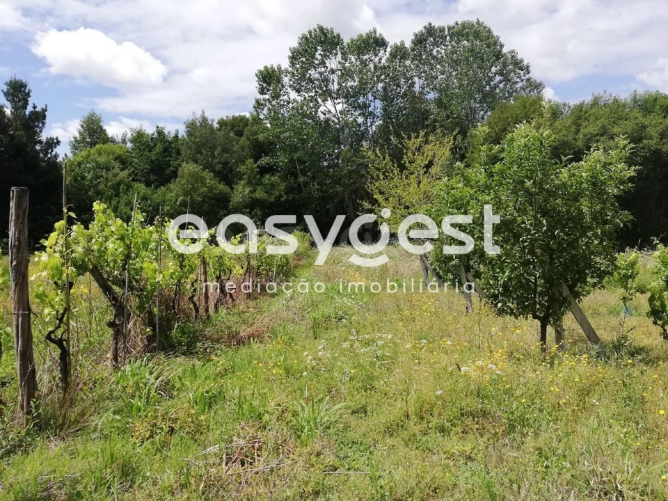 Terreno Agricola ou Rústico para Venda em Requeixo, Nossa Senhora de Fátima e Nariz Foto 5