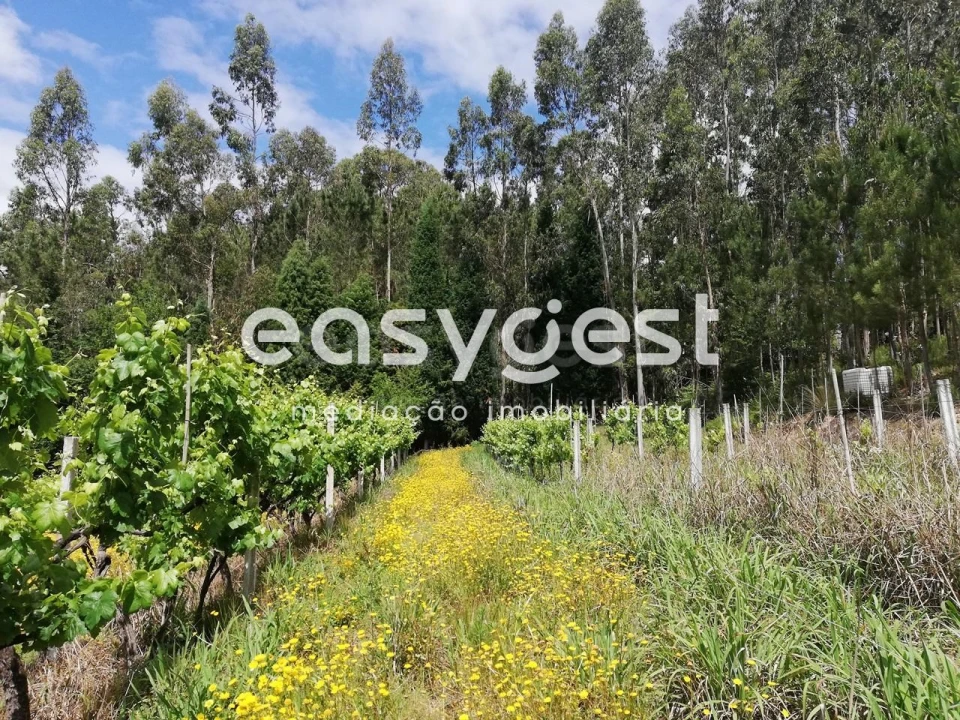 Terreno Agricola ou Rústico para Venda em Requeixo, Nossa Senhora de Fátima e Nariz Foto 7