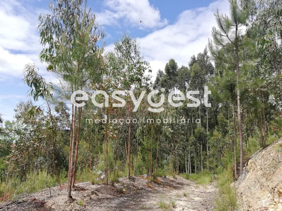 Terreno Agricola ou Rústico para Venda em Requeixo, Nossa Senhora de Fátima e Nariz Foto 12