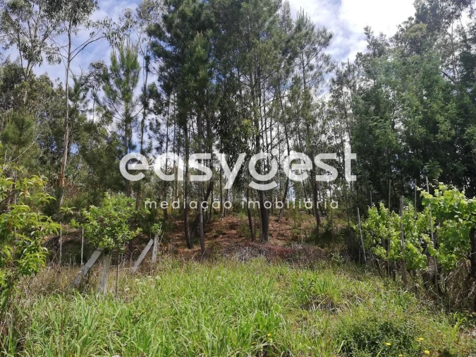Terreno Agricola ou Rústico para Venda em Requeixo, Nossa Senhora de Fátima e Nariz Foto 6