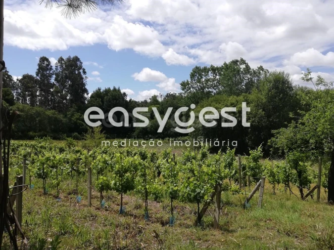 Terreno Agricola ou Rústico para Venda em Requeixo, Nossa Senhora de Fátima e Nariz Foto 8