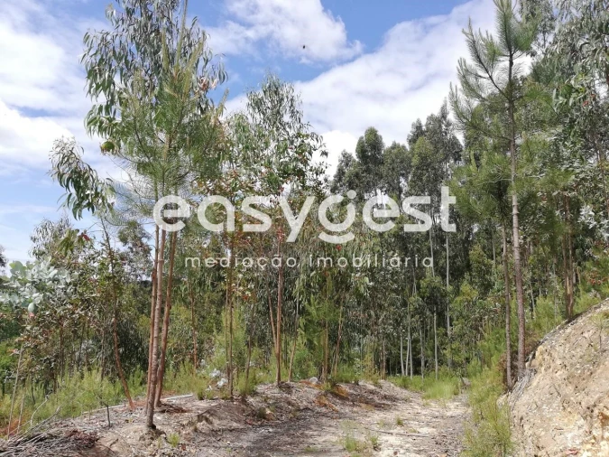 Terreno Agricola ou Rústico para Venda em Requeixo, Nossa Senhora de Fátima e Nariz Foto 12