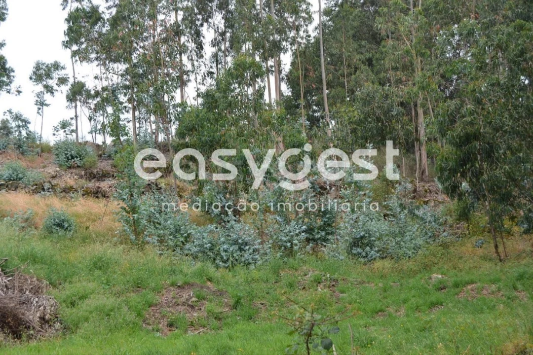 Terreno para Venda em Milheiros Foto 3