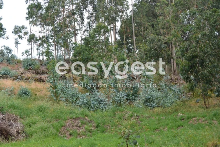 Terreno para Venda em Milheiros Foto 3