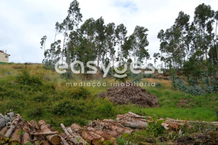 Terreno para Venda em Milheiros Foto 5