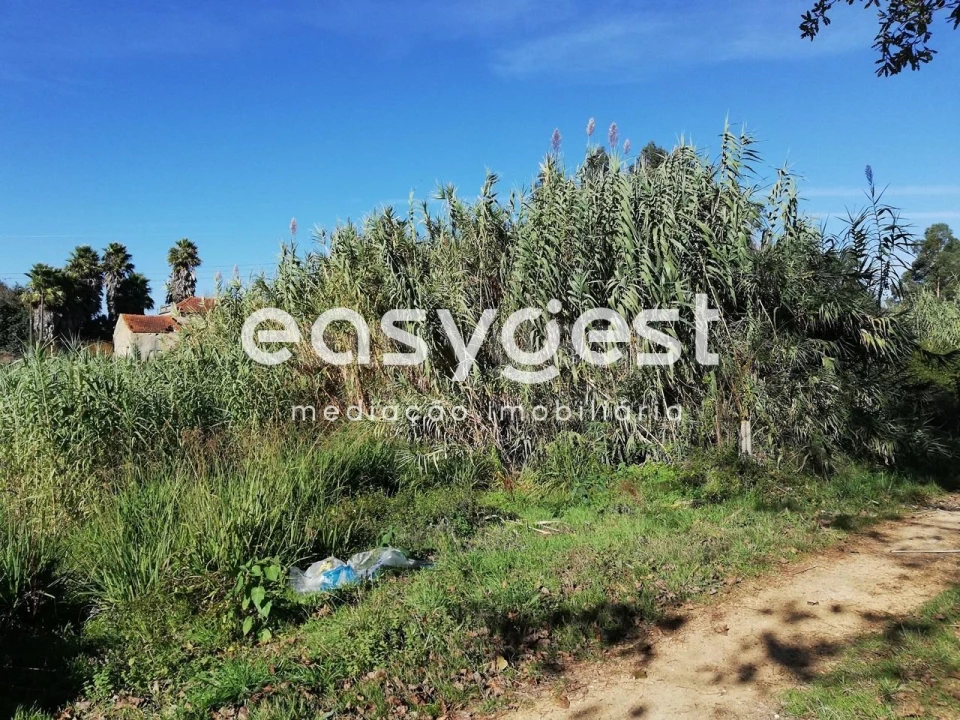 Terreno para Venda em Bustos, Troviscal e Mamarrosa Foto 2