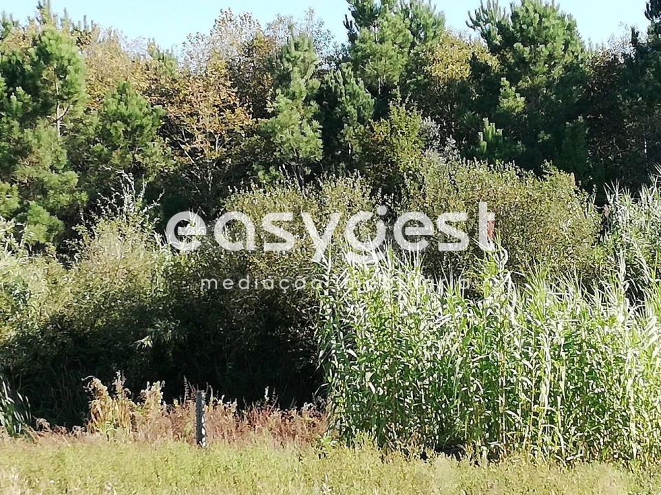 Terreno para Venda em Bustos, Troviscal e Mamarrosa Foto 8
