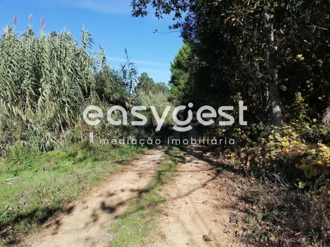 Terreno para Venda em Bustos, Troviscal e Mamarrosa