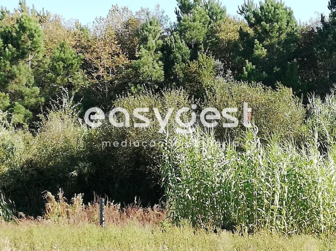 Terreno para Venda em Bustos, Troviscal e Mamarrosa Foto 8
