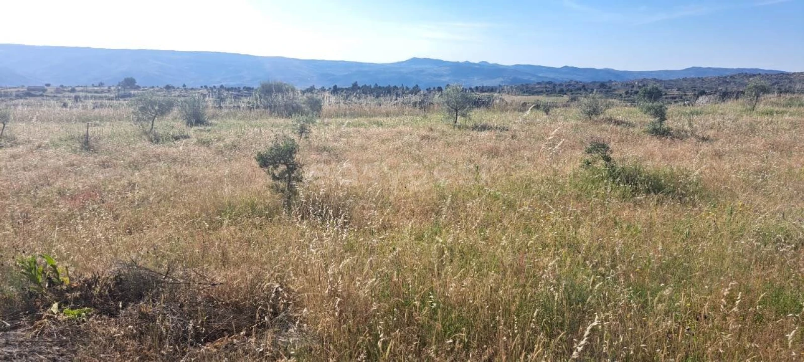 Terreno para Venda em Adeganha e Cardanha Foto 9
