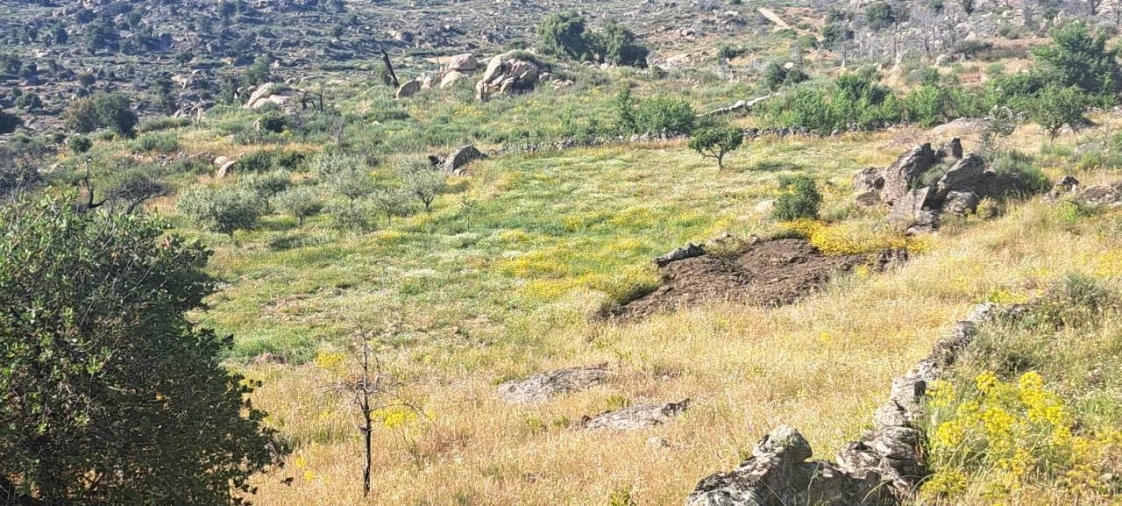 Terreno para Venda em Adeganha e Cardanha Foto 9