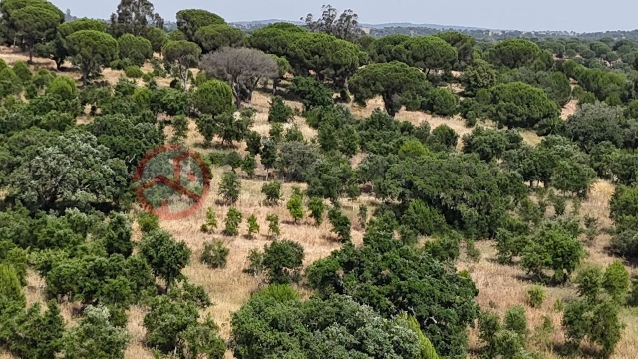 Quinta para Venda em Cabrela Foto 57