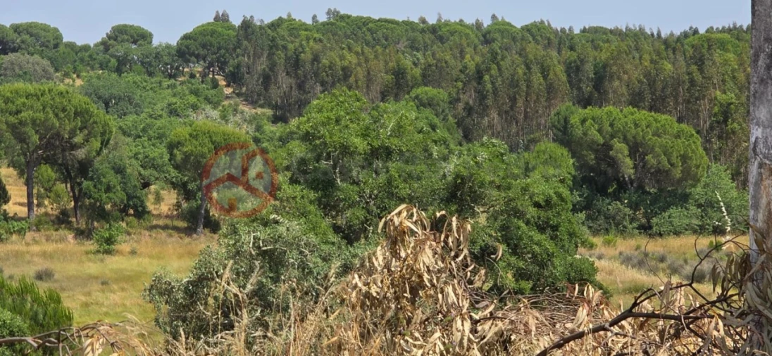 Quinta para Venda em Cabrela Foto 26