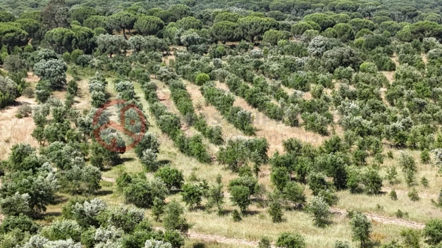 Quinta para Venda em Cabrela Foto 50