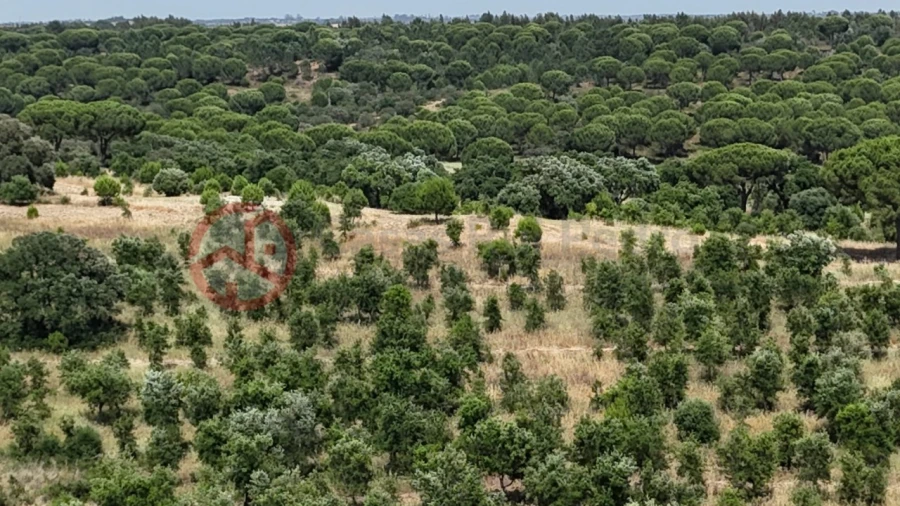 Quinta para Venda em Cabrela Foto 52