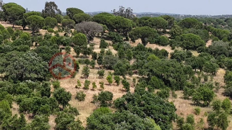 Quinta para Venda em Cabrela Foto 54