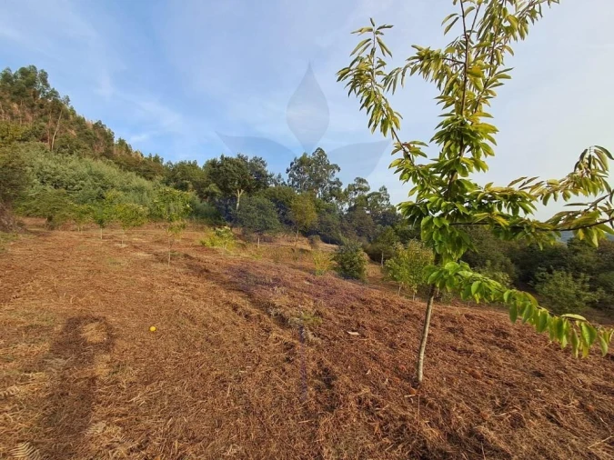 Terreno para Venda em Anais Foto 4