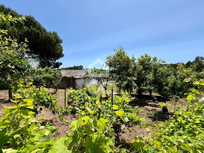Terreno para Venda em Alvorninha Foto 9