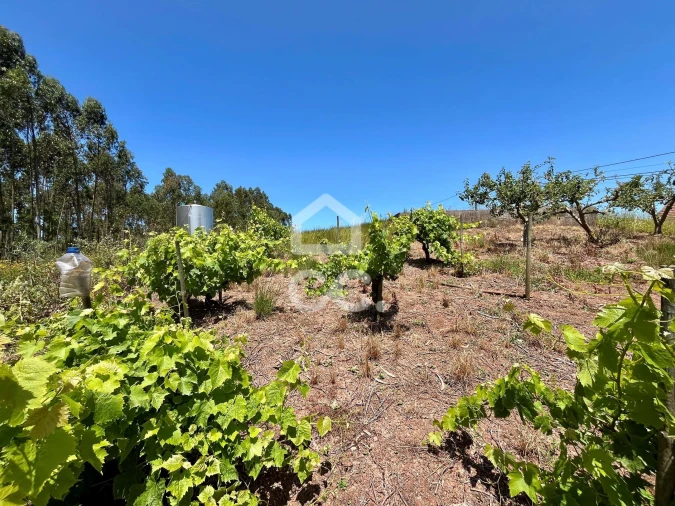 Terreno para Venda em Alvorninha Foto 11