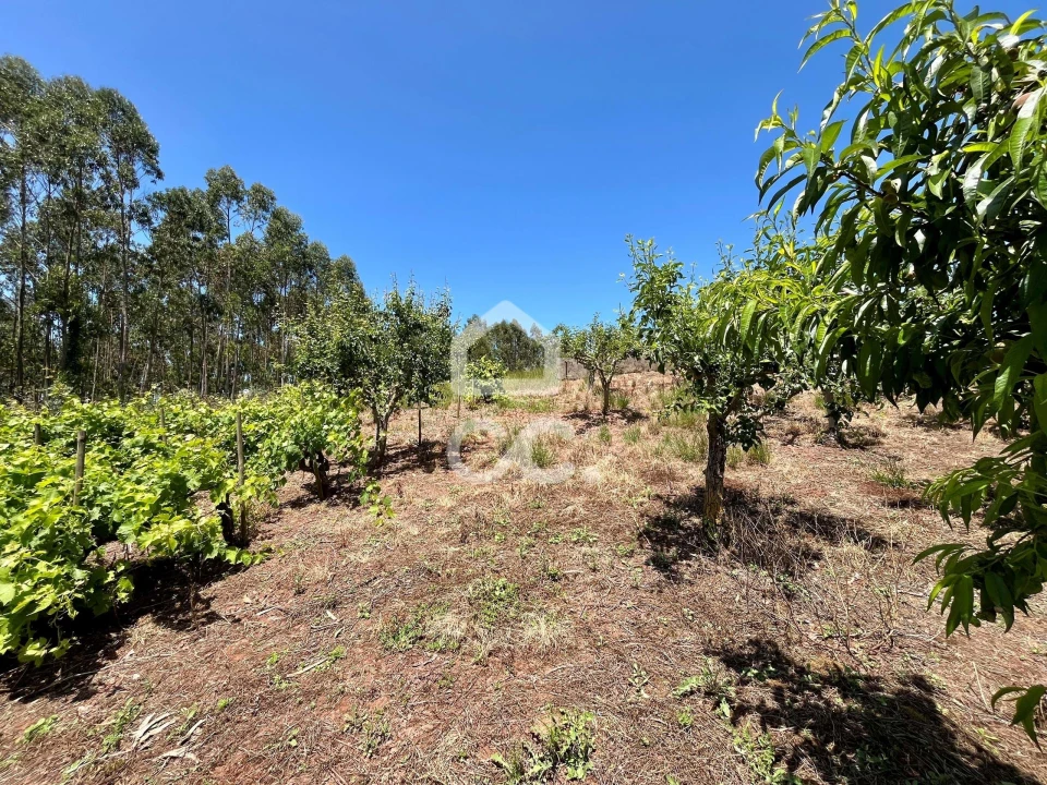 Terreno para Venda em Alvorninha Foto 14