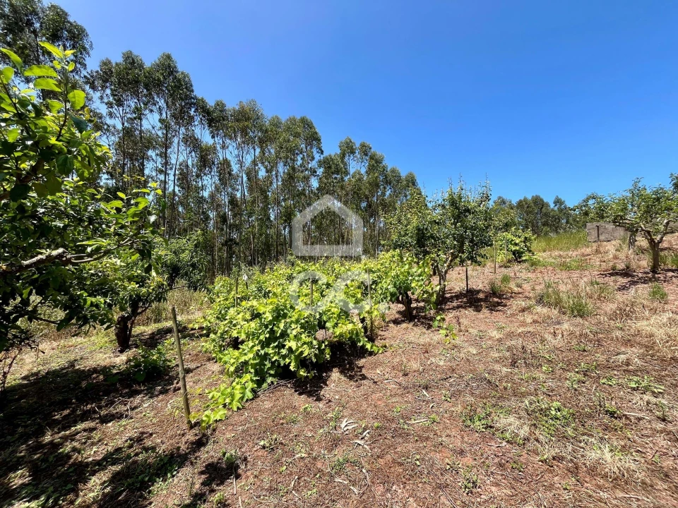 Terreno para Venda em Alvorninha Foto 13