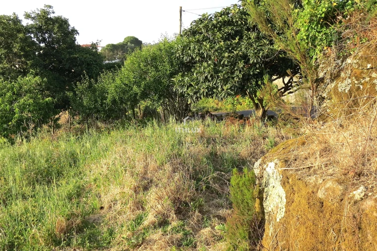 Terreno para Venda em Igreja Nova e Cheleiros Foto 8
