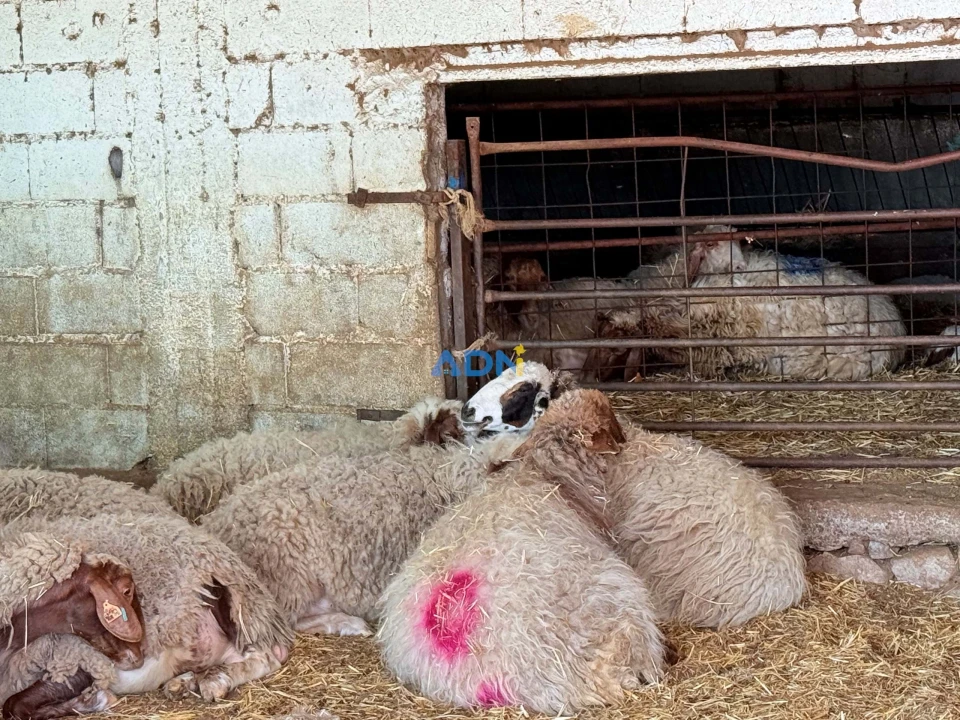 Terreno para Venda em Castelo Branco Foto 15