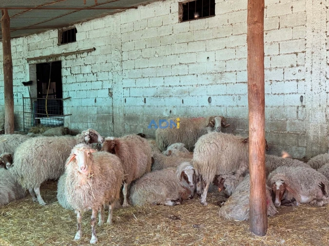 Terreno para Venda em Castelo Branco Foto 13