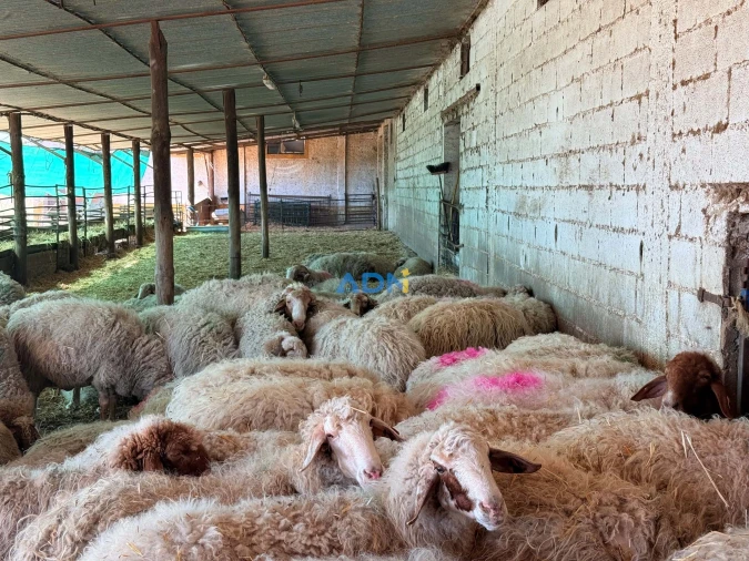 Terreno para Venda em Castelo Branco Foto 35