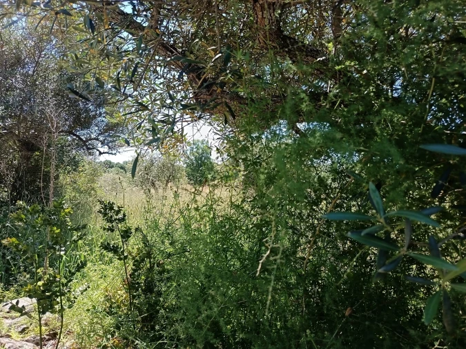 Terreno Agricola ou Rústico para Venda em Aldeia do Bispo, Águas e Aldeia de João Pires Foto 14
