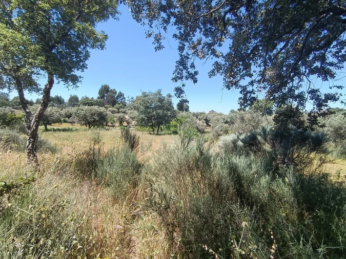 Terreno Agricola ou Rústico para Venda em Aldeia do Bispo, Águas e Aldeia de João Pires Foto 2