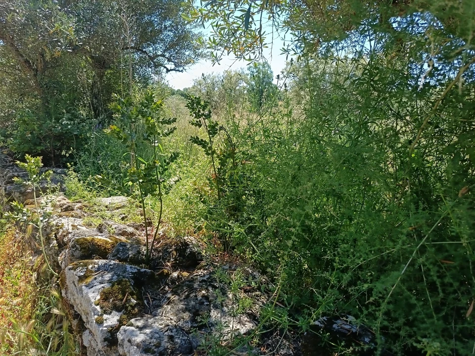 Terreno Agricola ou Rústico para Venda em Aldeia do Bispo, Águas e Aldeia de João Pires Foto 15