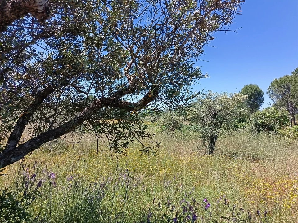 Terreno Agricola ou Rústico para Venda em Aldeia do Bispo, Águas e Aldeia de João Pires Foto 13