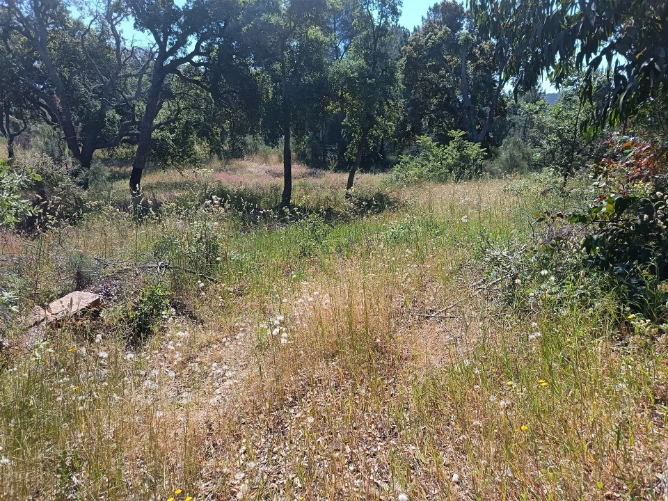 Terreno Agricola ou Rústico para Venda em Aldeia do Bispo, Águas e Aldeia de João Pires Foto 2