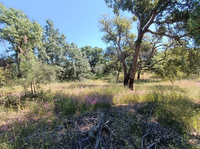 Terreno Agricola ou Rústico para Venda em Aldeia do Bispo, Águas e Aldeia de João Pires Foto 8