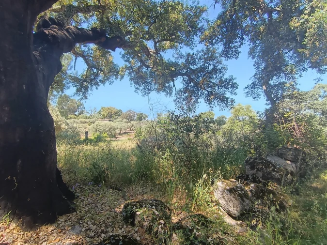 Terreno Agricola ou Rústico para Venda em Aldeia do Bispo, Águas e Aldeia de João Pires Foto 13