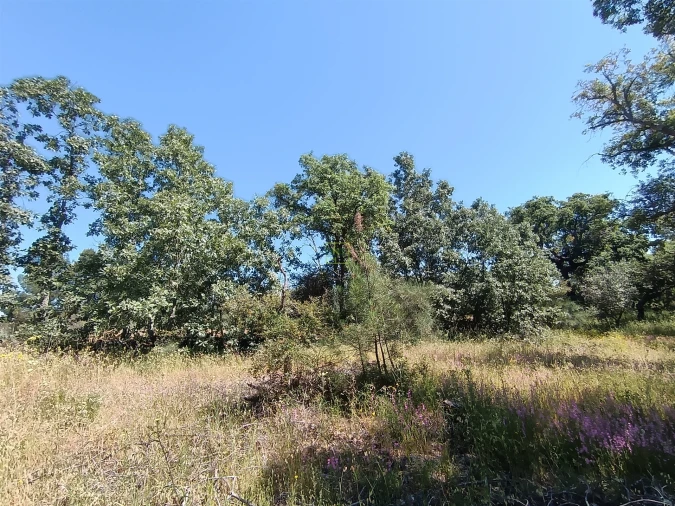 Terreno Agricola ou Rústico para Venda em Aldeia do Bispo, Águas e Aldeia de João Pires Foto 9