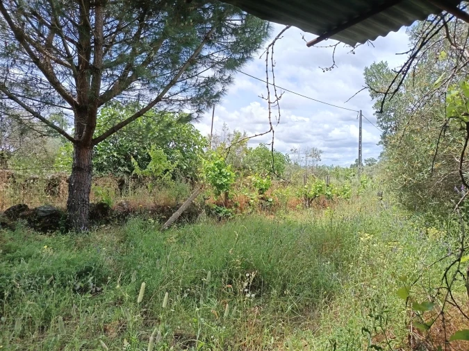 Terreno Agricola ou Rústico para Venda em Penamacor Foto 9