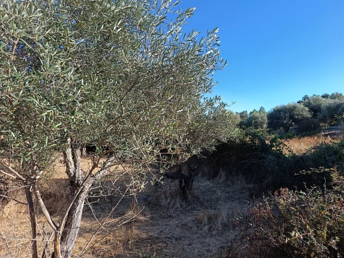 Terreno Agricola ou Rústico para Venda em Aldeia do Bispo, Águas e Aldeia de João Pires Foto 15