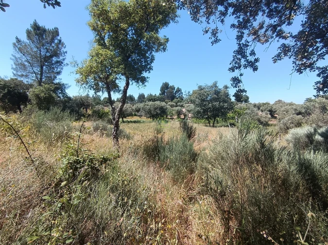 Terreno Agricola ou Rústico para Venda em Aldeia do Bispo, Águas e Aldeia de João Pires Foto 10