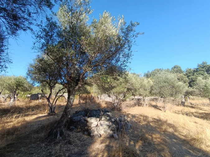 Terreno Agricola ou Rústico para Venda em Aldeia do Bispo, Águas e Aldeia de João Pires Foto 3