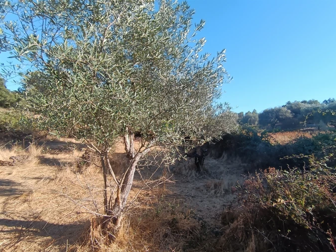 Terreno Agricola ou Rústico para Venda em Aldeia do Bispo, Águas e Aldeia de João Pires Foto 16
